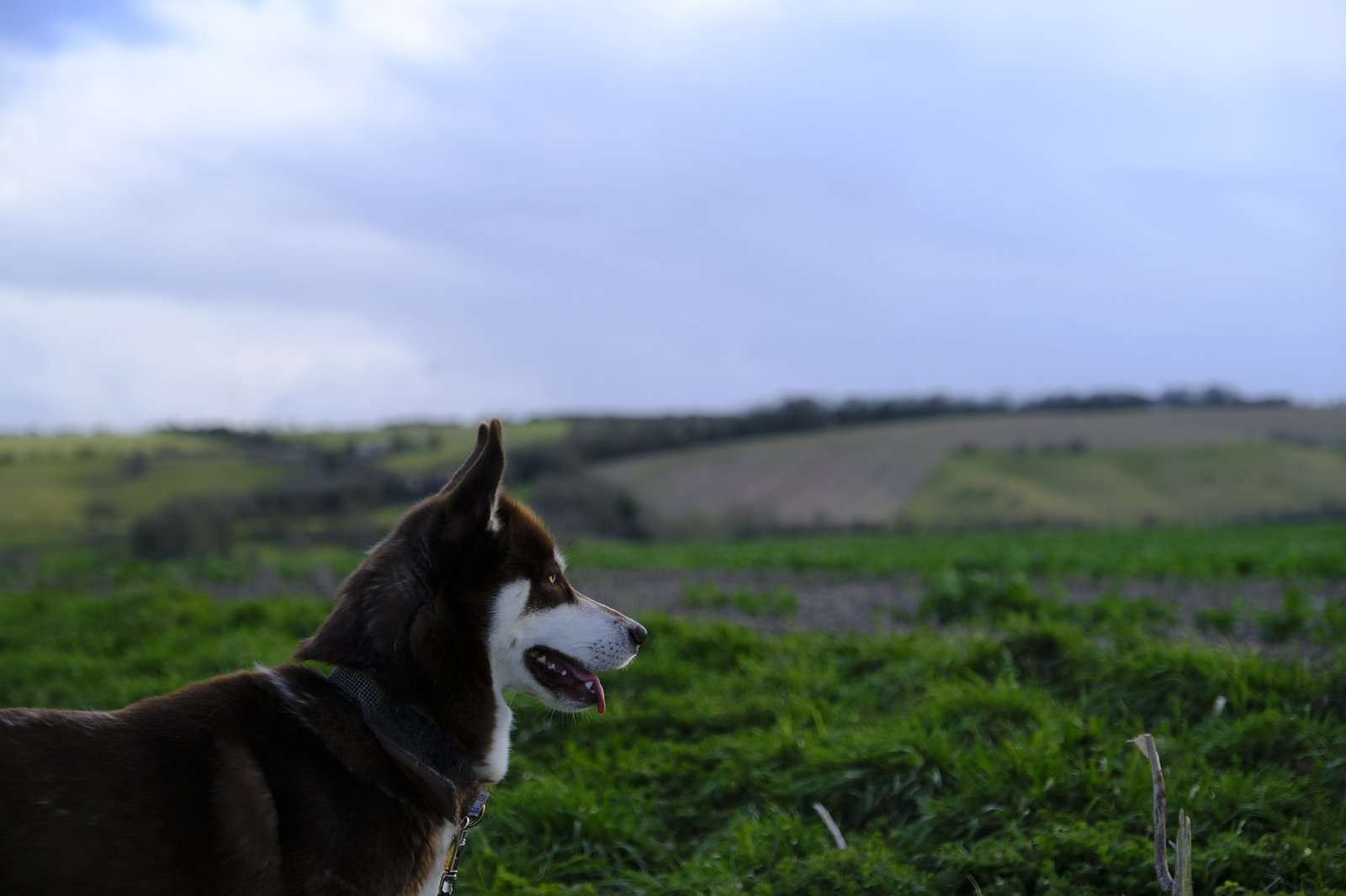 Red husky, the inspiration behind the Toffee Dog branding